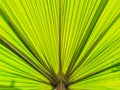 Texture of Green palm Leaf Royalty Free Stock Photo