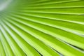 Texture of Green palm Leaf.( blur ) Royalty Free Stock Photo