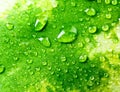 Texture of green peel of watermelon and drops Royalty Free Stock Photo