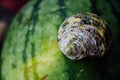 Texture of green peel of watermelon and drops with snail. Ripe, wet. Royalty Free Stock Photo