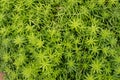 Texture of green small tree Royalty Free Stock Photo