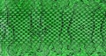 Texture of green snake skin for background. Natural reptile skin