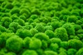 Texture of green stabilized moss. Green grass with top view, background Royalty Free Stock Photo