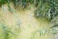 Texture of green swamp dirty natural water with plants of cane leaves. The background