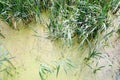 Texture of green swamp dirty natural water with plants of cane leaves. The background