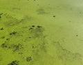 Texture of Green Swamp Surface Royalty Free Stock Photo