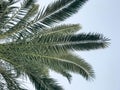 Texture of green sweeping beautiful fresh tropical palm fronds with lots of leaves and copy space against the blue sky. The backgr Royalty Free Stock Photo