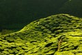 Texture of green tea farm Royalty Free Stock Photo