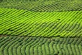 Texture of Green Tea Plantation