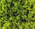 Texture green thuja