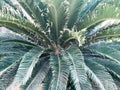 Texture from a green tropical fern with sweeping large leaves. The background