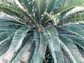 Texture from a green tropical fern with sweeping large leaves. The background