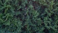 Texture of green unusual shrub