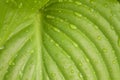 Texture of green wet leaf as background Royalty Free Stock Photo