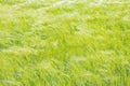 Green Wheat Blowing in the Wind Royalty Free Stock Photo