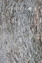 Texture of Grey Curved Barks on Tree