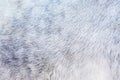 Texture of a grey horse fur Royalty Free Stock Photo