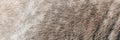 Texture of a grey spotted horse animal coat. Grey and white hair horse skin - real genuine natural fur, free space for Royalty Free Stock Photo