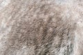 Texture of a grey spotted horse animal coat. Grey and white hair horse skin - real genuine natural fur, free space for Royalty Free Stock Photo