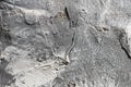 The texture of gypsum or alibaster cracked plaster on the wall is a thick layer. Gradient gray putty wall background Royalty Free Stock Photo