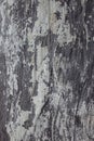 The texture of gypsum or alibaster cracked plaster on the wall is a thick layer. Gradient gray putty wall background Royalty Free Stock Photo
