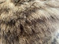 The texture of the hairy feline brown and gray fluffy coat from the back of the cat. The background