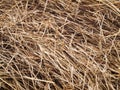 Texture hay closeup. Straw background, harvesting