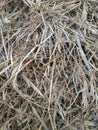 The texture of hay. A stack of dry grass. Straw close-up. Royalty Free Stock Photo