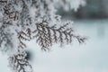 Texture of hoarfrost on branches of thuja. Macro