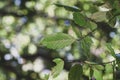 Texture of hornbeam leaves in the forest