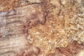 The texture of a huge sawn tree log with an interesting structure Royalty Free Stock Photo
