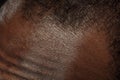 Texture of human skin. Close up of african-american male body Royalty Free Stock Photo