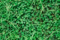 Texture of Hydrocotyle umbellata are aquatic plants with grass in garden floor