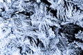 The texture of the ice and snowflakes. The frozen water on black glass. Winter background. Frosty natural snowflake pattern Royalty Free Stock Photo