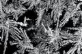 The texture of the ice and snowflakes. The frozen water on black glass. Winter background. Frosty natural snowflake pattern Royalty Free Stock Photo