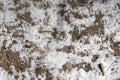 The texture of icy snow in the forest on the road, small branches and patches of earth, ice chips,