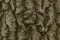 Texture image of the bark of an old oak tree Royalty Free Stock Photo