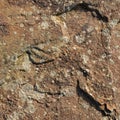 Stone/Rock Surface Texture