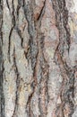 Texture of impressive bark at a tree Royalty Free Stock Photo