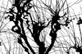 Texture. Isolant on white background. black white silhouette. graphics. tree branches