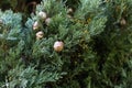 Texture of Italian Cypress Cupressus sempervirens