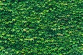 Texture of ivy leaves closeup. Green wall. Royalty Free Stock Photo
