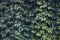 Texture of ivy leaves closeup. Green wall. Royalty Free Stock Photo