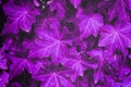 ivy leaves painted in purple Royalty Free Stock Photo