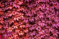 Texture of ivy leaves toned in pink color Royalty Free Stock Photo