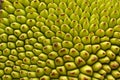Texture of a Jack fruit`s outer skin.