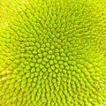 Texture of Jackfruit. Its surface looks like a small thorn. which is green and yellow colour.