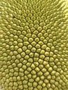 Texture of the jackfruit peel Royalty Free Stock Photo