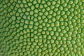 Texture jackfruit peel have thorn Royalty Free Stock Photo