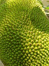 the texture of jackfruit skin under good lighting